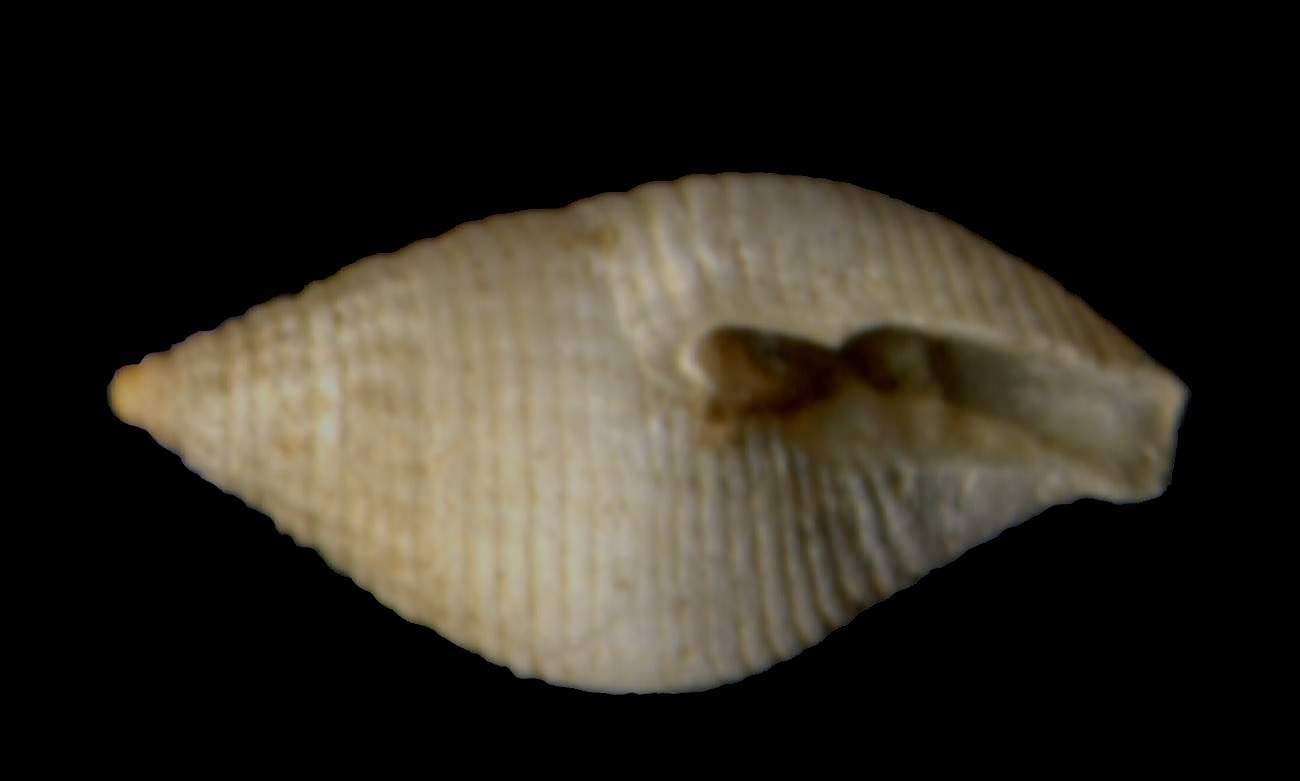 Mitrolumna mediterranea  forma albina